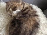 Chaton femelle Exotic Shorthair à réserver inscrit au LOOF