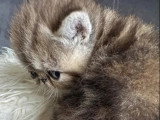 Chaton femelle Exotic Shorthair à réserver inscrit au LOOF