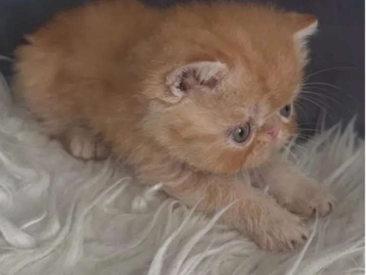 Chaton Exotic Shorthair mâle LOOF d'avril 2026 à réserver