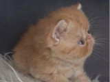 Chaton Exotic Shorthair mâle LOOF d'avril 2026 à réserver