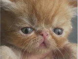 Chaton Exotic Shorthair mâle LOOF d'avril 2026 à réserver