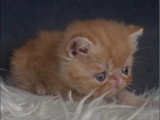 Chaton Exotic Shorthair mâle LOOF d'avril 2026 à réserver