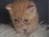 Chaton Exotic Shorthair mâle LOOF d'avril 2026 à réserver