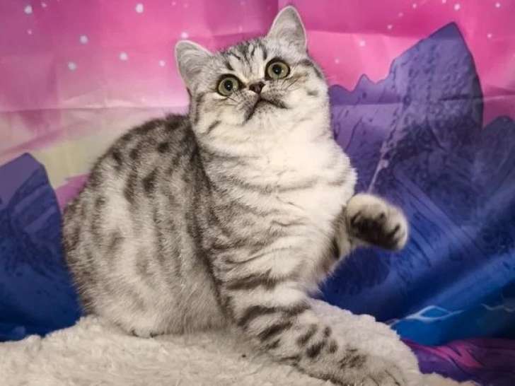 Chatte British Shorthair LOOF à vendre