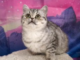 Chatte British Shorthair LOOF à vendre