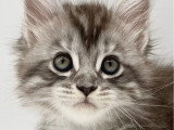 Chaton femelle Maine Coon LOOF à réserver