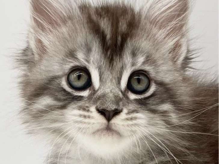 Chaton femelle Maine Coon LOOF à réserver