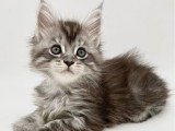 Chaton femelle Maine Coon LOOF à réserver