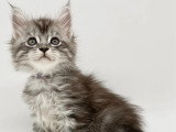 Chaton femelle Maine Coon LOOF à réserver