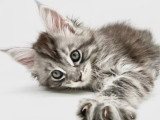 Chaton femelle Maine Coon LOOF à réserver