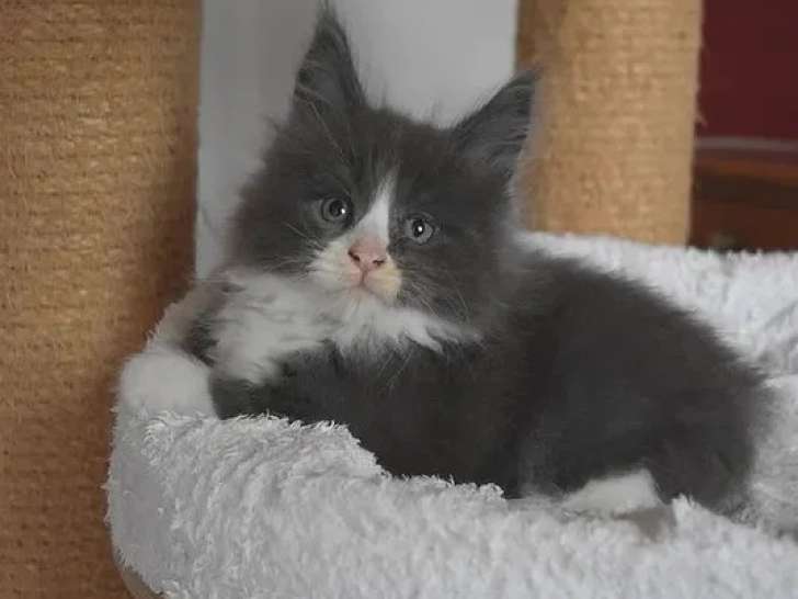 Chaton Maine Coon bleu et blanc mâle LOOF né en avril 2026 à vendre