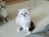 femelle seal tabby point mitted