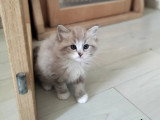 mâle seal tabby mink mitted