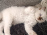 Chatons Sacré de Birmanie non LOOF à réserver