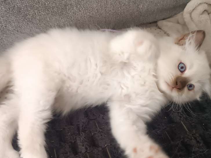 Chatons Sacré de Birmanie non LOOF à réserver