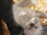 Chatons Sacré de Birmanie non LOOF à réserver