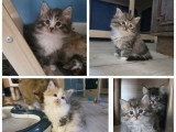 7 chatons Sibériens LOOF nés avril 2026 à réserver