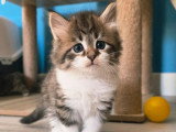 7 chatons Sibériens LOOF nés avril 2026 à réserver