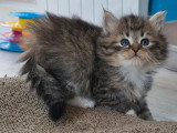 7 chatons Sibériens LOOF nés avril 2026 à réserver