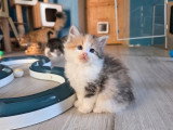 7 chatons Sibériens LOOF nés avril 2026 à réserver