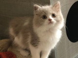 Deux chatons Highland Straight mâles LOOF lilas et bleu à vendre