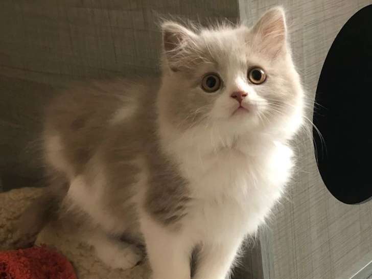 Deux chatons Highland Straight mâles LOOF lilas et bleu à vendre