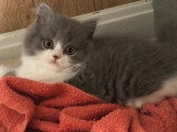 Deux chatons Highland Straight mâles LOOF lilas et bleu à vendre