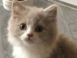 Deux chatons Highland Straight mâles LOOF lilas et bleu à vendre