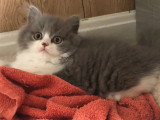 Deux chatons Highland Straight mâles LOOF lilas et bleu à vendre