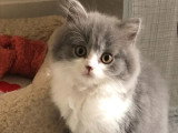 Deux chatons Highland Straight mâles LOOF lilas et bleu à vendre