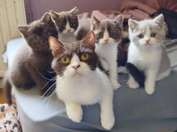 À réserver : 4 chatons Scottish Straight avril 2026 non LOOF