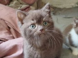 À réserver : 4 chatons Scottish Straight avril 2026 non LOOF
