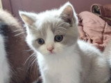 À réserver : 4 chatons Scottish Straight avril 2026 non LOOF