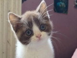 À réserver : 4 chatons Scottish Straight avril 2026 non LOOF