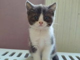 À réserver : 4 chatons Scottish Straight avril 2026 non LOOF