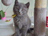 2 chatons femelles Chartreux LOOF nés en avril 2026 à vendre