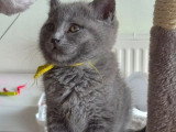 2 chatons femelles Chartreux LOOF nés en avril 2026 à vendre