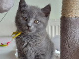 2 chatons femelles Chartreux LOOF nés en avril 2026 à vendre