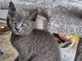 2 chatons femelles Chartreux LOOF nés en avril 2026 à vendre