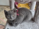 2 chatons femelles Chartreux LOOF nés en avril 2026 à vendre