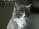 Bluebell