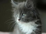 Portée de 3 chatons femelles Maine Coon LOOF nées en mai 2026 à réserver