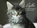 Portée de 3 chatons femelles Maine Coon LOOF nées en mai 2026 à réserver