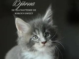 Portée de 3 chatons femelles Maine Coon LOOF nées en mai 2026 à réserver