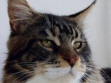 Portée de 3 chatons femelles Maine Coon LOOF nées en mai 2026 à réserver