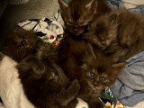 À réserver – Superbes chatons Maine Coon nés le 14 mai 2026