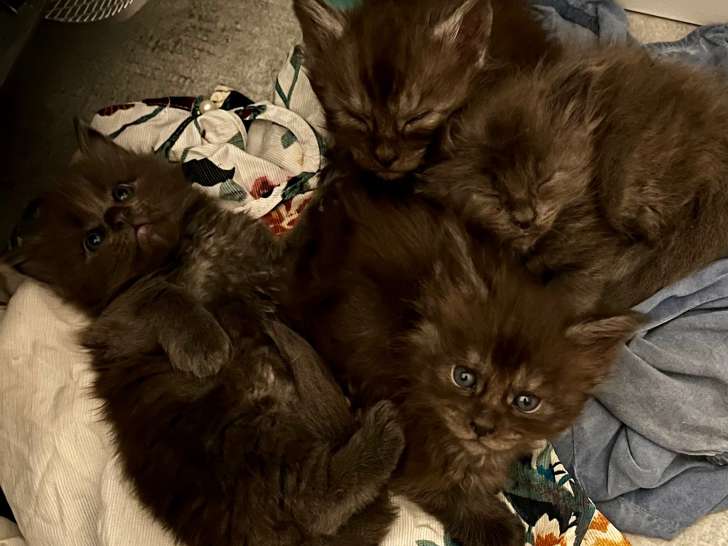 À réserver – Superbes chatons Maine Coon nés le 14 mai 2026
