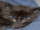 À réserver – Superbes chatons Maine Coon nés le 14 mai 2026