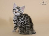 Chatonne Bengal silver à vendre