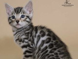 Chatonne Bengal silver à vendre